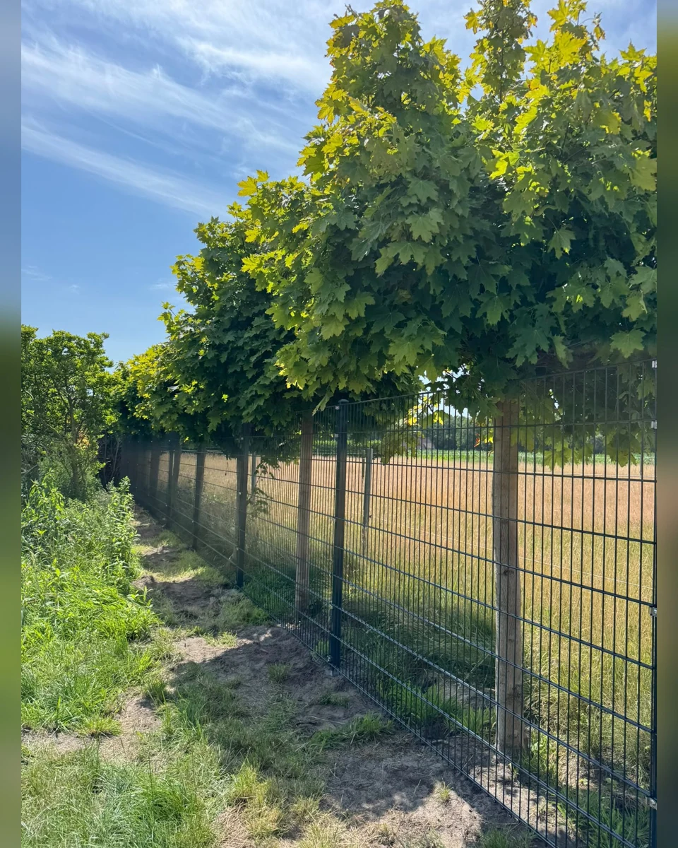 Originalfoto eines anthrazitfarbenen Doppelstabmattenzauns unter grünen Bäumen am Feldrand in Edewecht